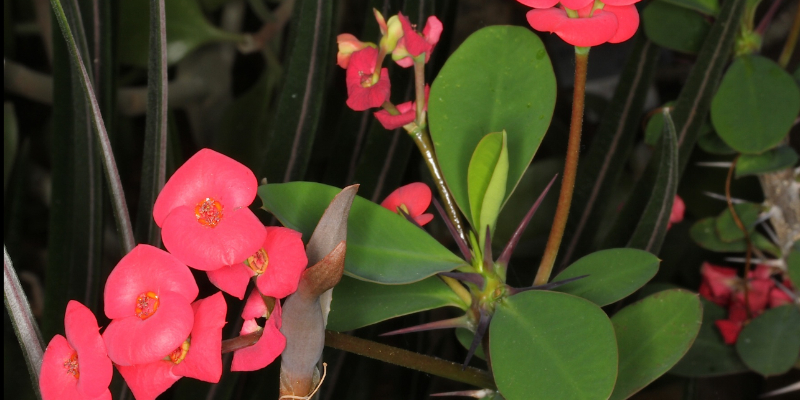 Thorny stem with small red flowers