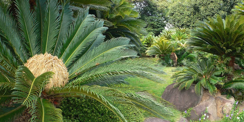 Prehistoric green spiky Cycad fronds