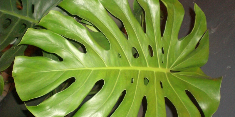 Large split green Monstera leaves