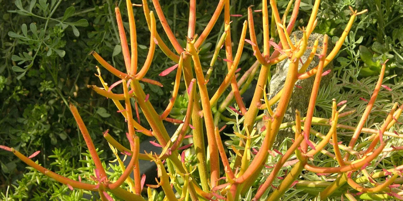 Orange and green Firestick succulent