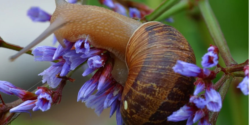 Garden snail on a leaf