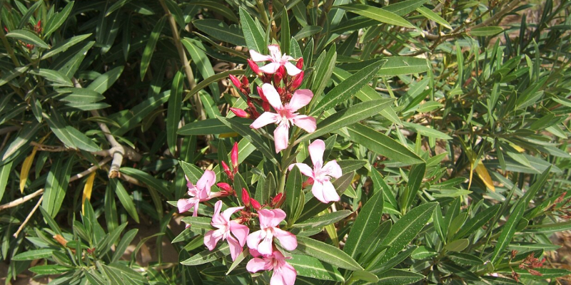 Pink Oleander flowers with long narrow leaves