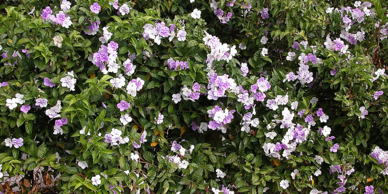 Bush with purple, lavender, and white flowers